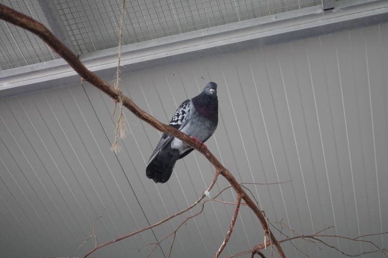 Ada - Vogel zur Adoption aus Tierheim Freiburg
