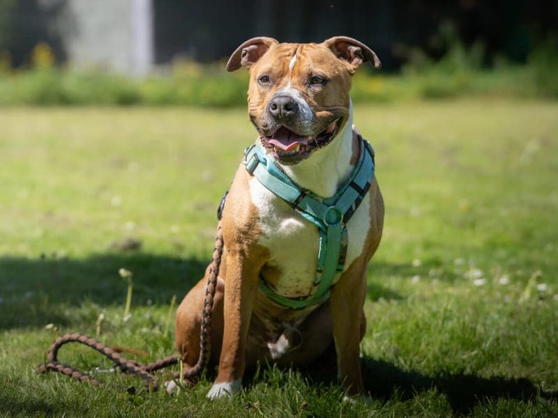 Alfi - Hund zur Adoption aus Tierheim Freiburg