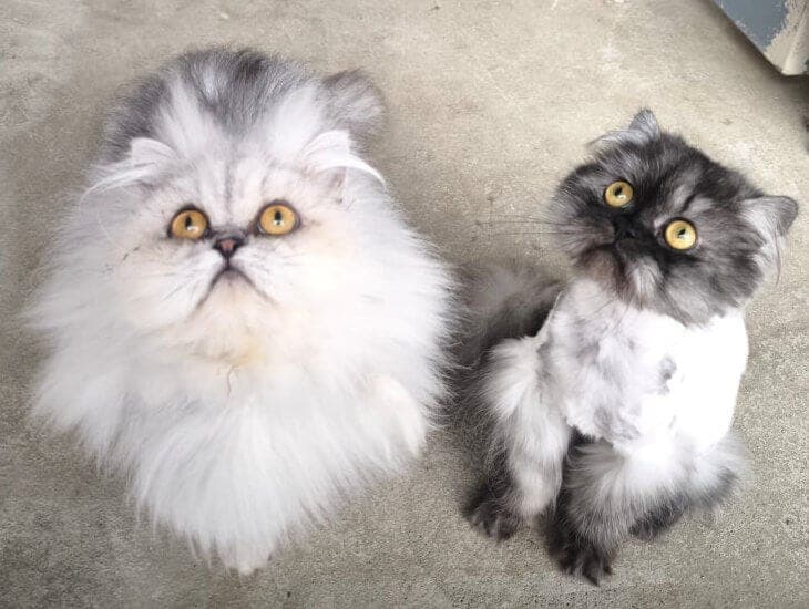 Animal-Hoarding-Katzen - Katze zur Adoption aus Tierheim Freiburg