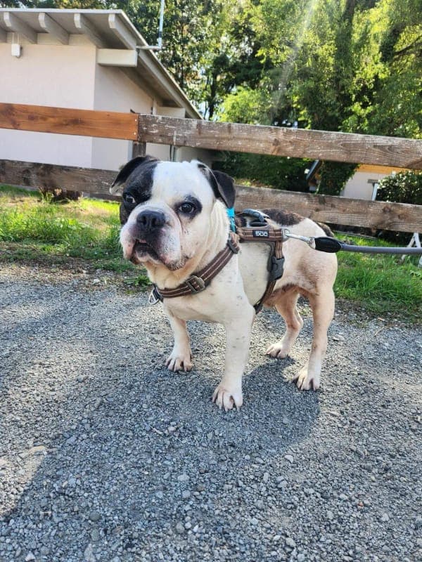 Bentley - Hund zur Adoption aus Tierheim Freiburg