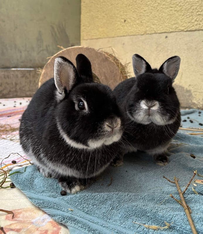 Bingo & Sunny - Kleintier zur Adoption aus Tierheim Freiburg