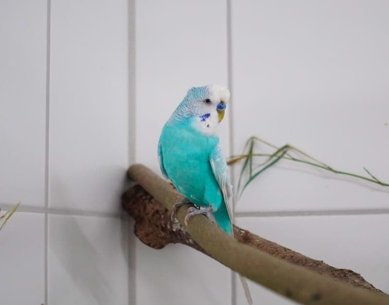 Blue - Vogel zur Adoption aus Tierheim Freiburg