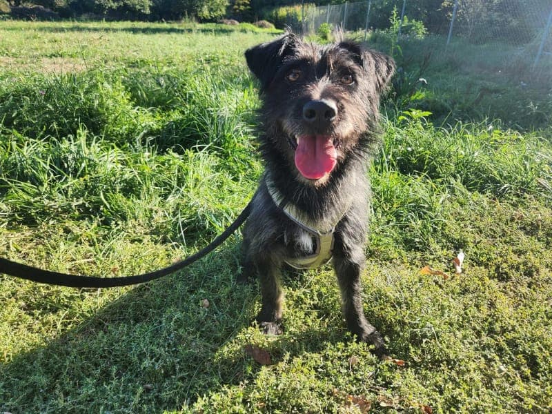 Bobby - Hund zur Adoption aus Tierheim Freiburg