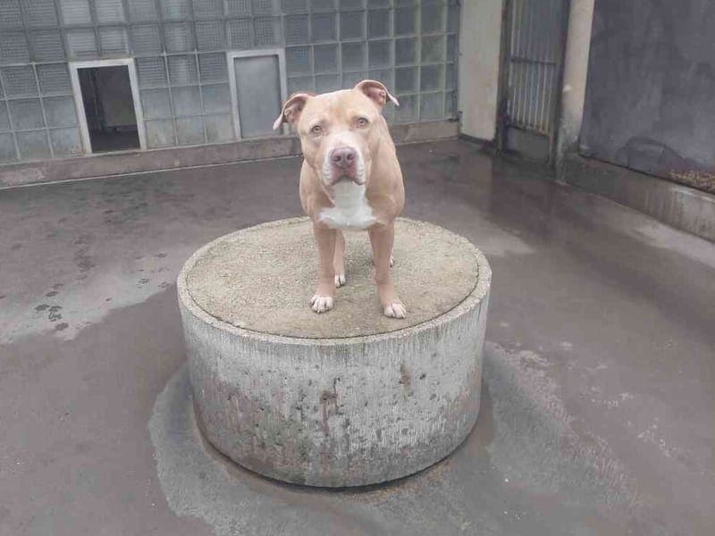 Bounty - Hund zur Adoption aus Tierheim Freiburg