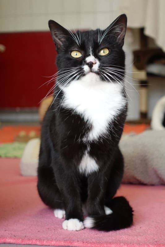 Bufari - Katze zur Adoption aus Tierheim Freiburg