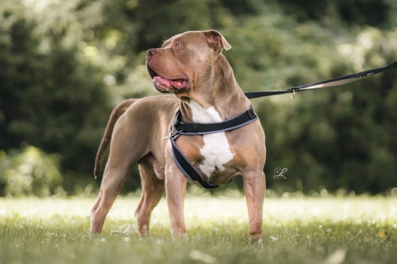 Cash - Hund zur Adoption aus Tierheim Freiburg