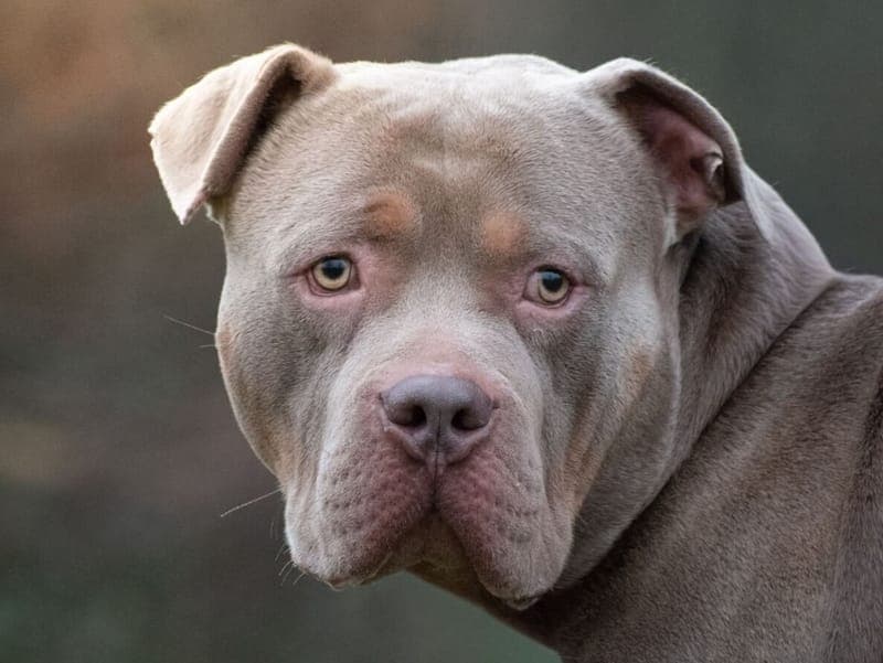 Cash - Hund zur Adoption aus Tierheim Freiburg