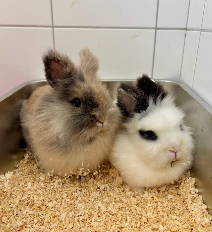 Cora+ Flo - Kleintier zur Adoption aus Tierheim Freiburg