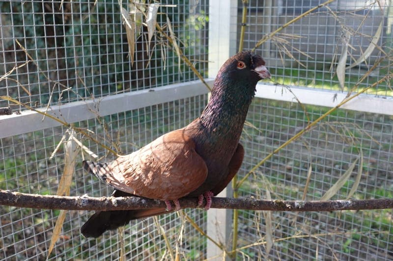 Dinkelbird - Vogel zur Adoption aus Tierheim Freiburg