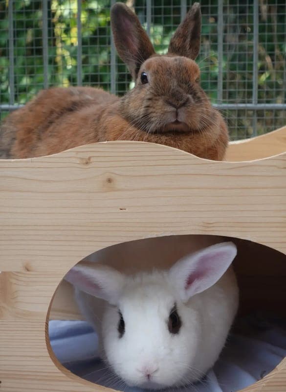 Enya + Hazel - Kleintier zur Adoption aus Tierheim Freiburg