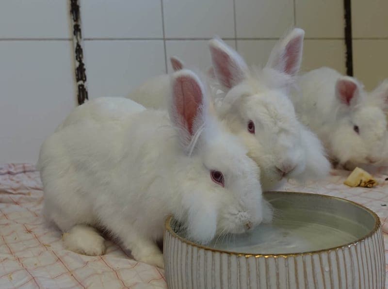 Fidibus & Safira - Kleintier zur Adoption aus Tierheim Freiburg