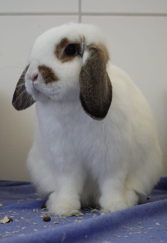 Flocke - Kleintier zur Adoption aus Tierheim Freiburg