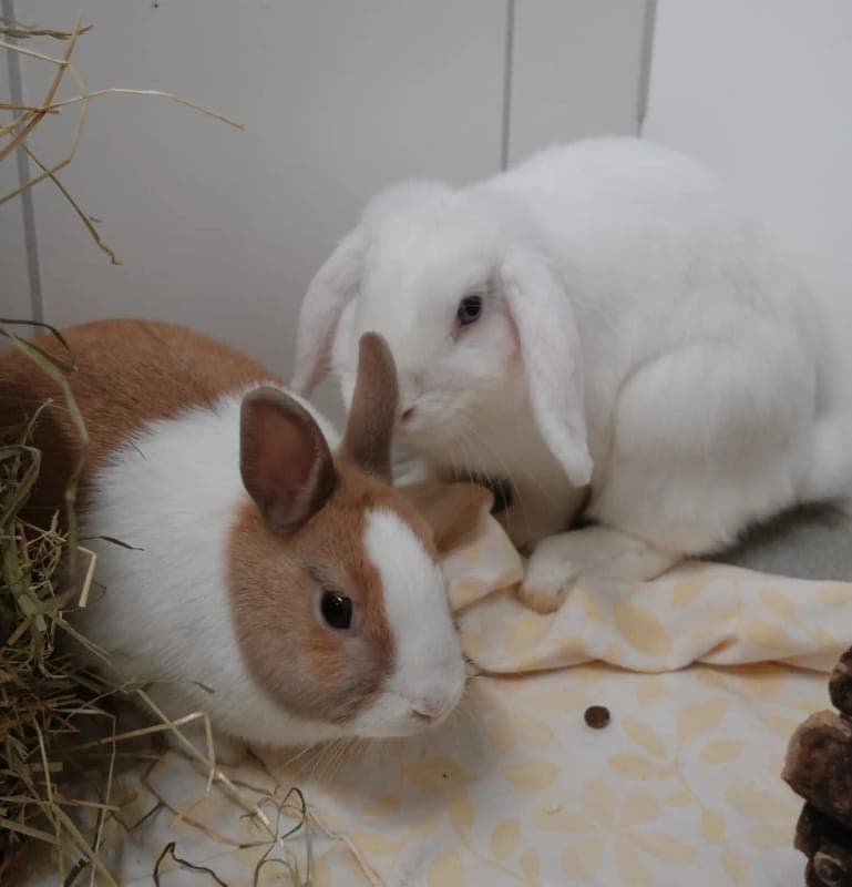 Flora & Philly - Kleintier zur Adoption aus Tierheim Freiburg