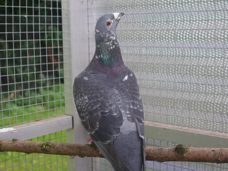 Freddy - Vogel zur Adoption aus Tierheim Freiburg