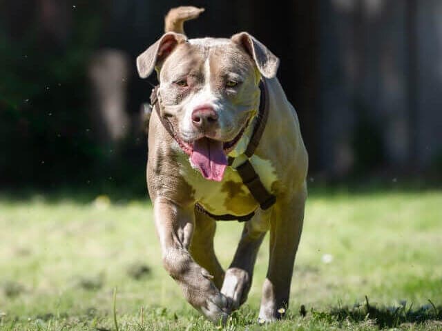 Hava - Hund zur Adoption aus Tierheim Freiburg