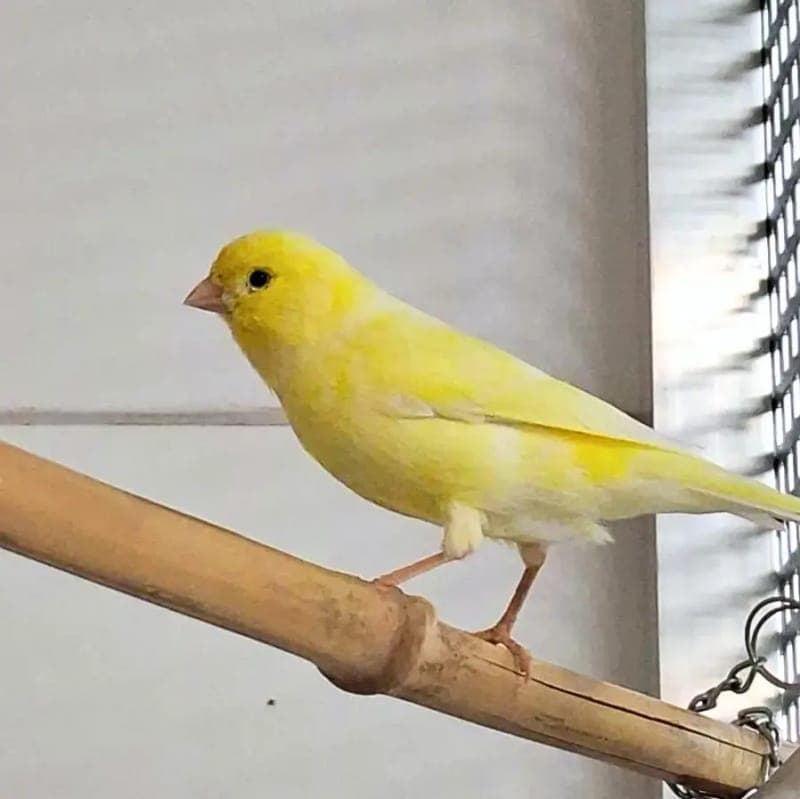 Heinz - Vogel zur Adoption aus Tierheim Freiburg