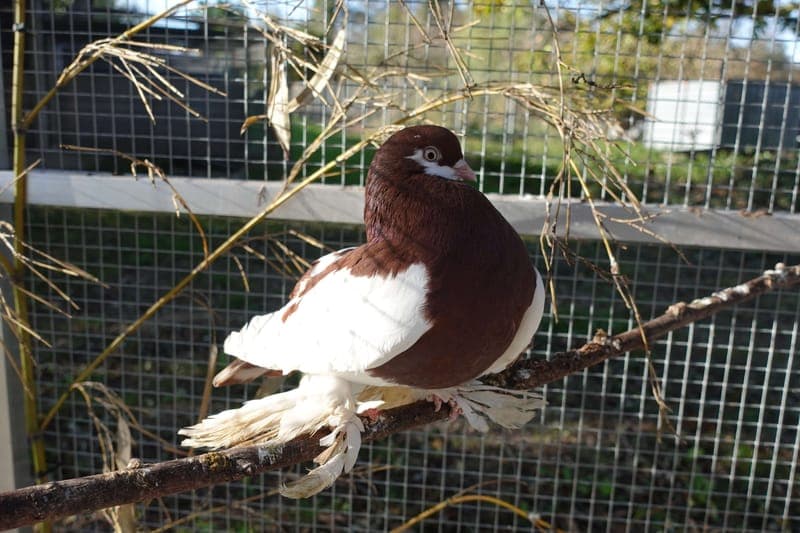 Hello Kitty - Vogel zur Adoption aus Tierheim Freiburg