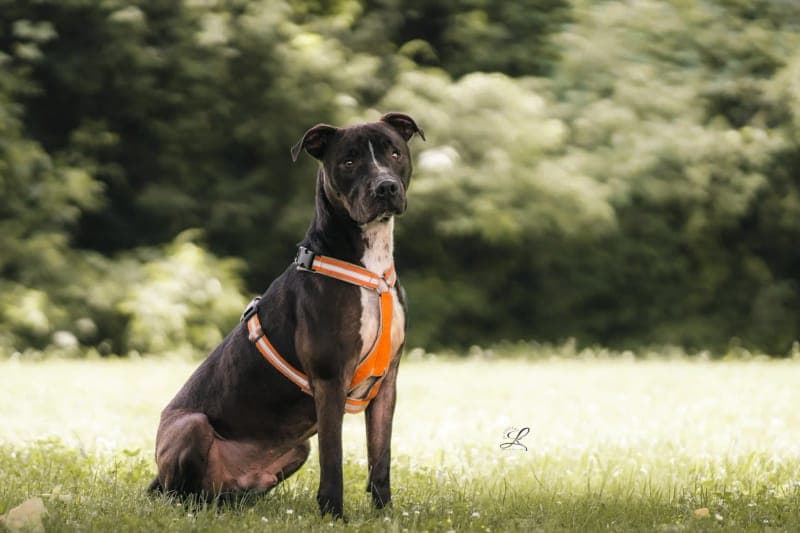 Jamiro - Hund zur Adoption aus Tierheim Freiburg