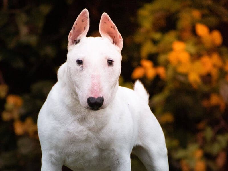 Jeanny - Hund zur Adoption aus Tierheim Freiburg