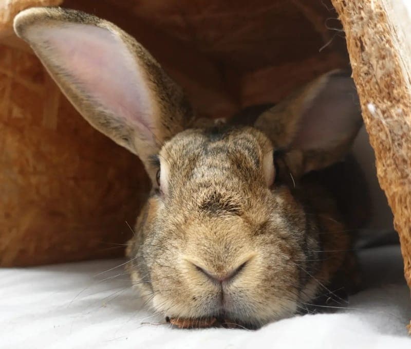 Jimmy - Kleintier zur Adoption aus Tierheim Freiburg