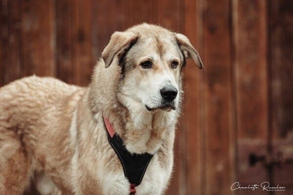 Jordi - Hund zur Adoption aus Tierheim Freiburg
