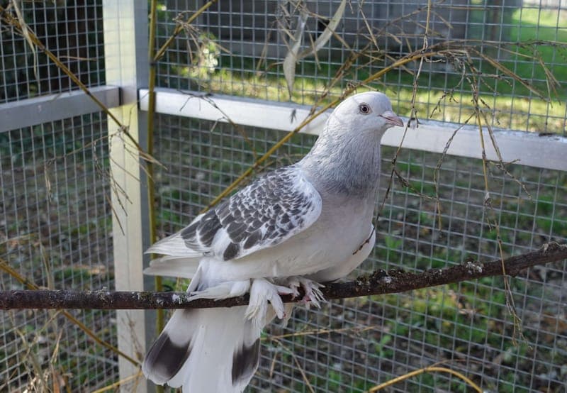 Karen - Vogel zur Adoption aus Tierheim Freiburg