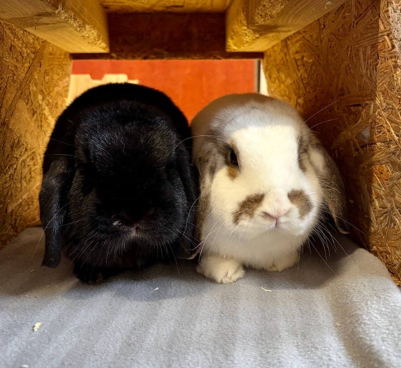 Karotte & Flocke - Kleintier zur Adoption aus Tierheim Freiburg