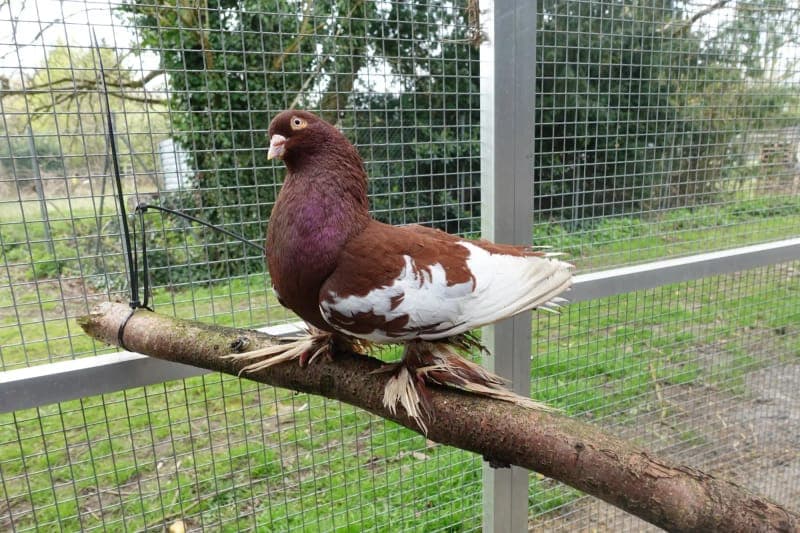 Leon S. Kennedy - Vogel zur Adoption aus Tierheim Freiburg