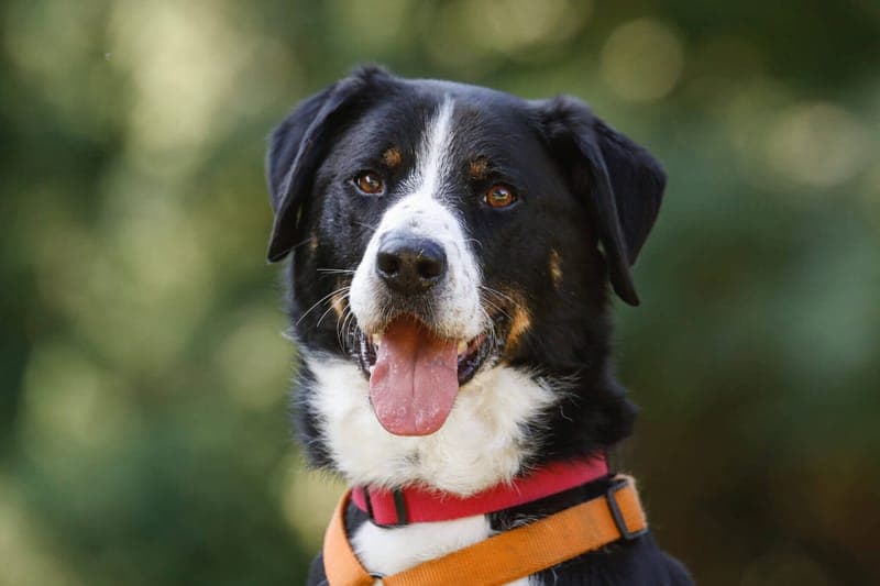 Lucky - Hund zur Adoption aus Tierheim Freiburg