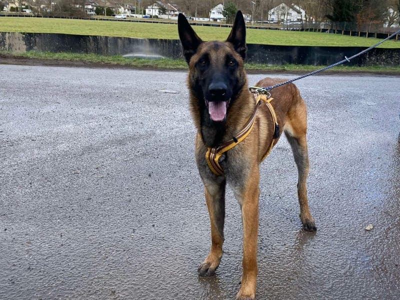 Manfred - Hund zur Adoption aus Tierheim Freiburg