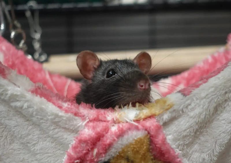 Mango - Kleintier zur Adoption aus Tierheim Freiburg