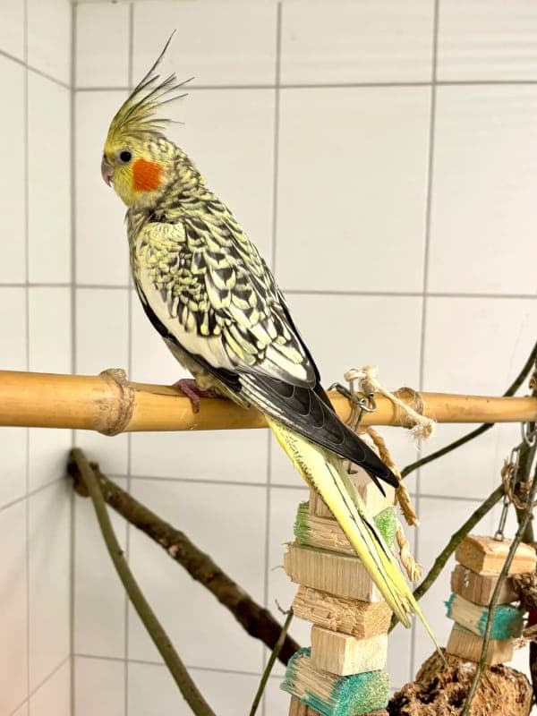 Nymphensittich “Sebastian” - Vogel zur Adoption aus Tierheim Freiburg