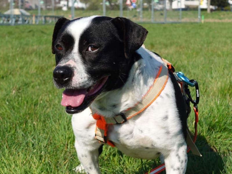 Olaf - Hund zur Adoption aus Tierheim Freiburg