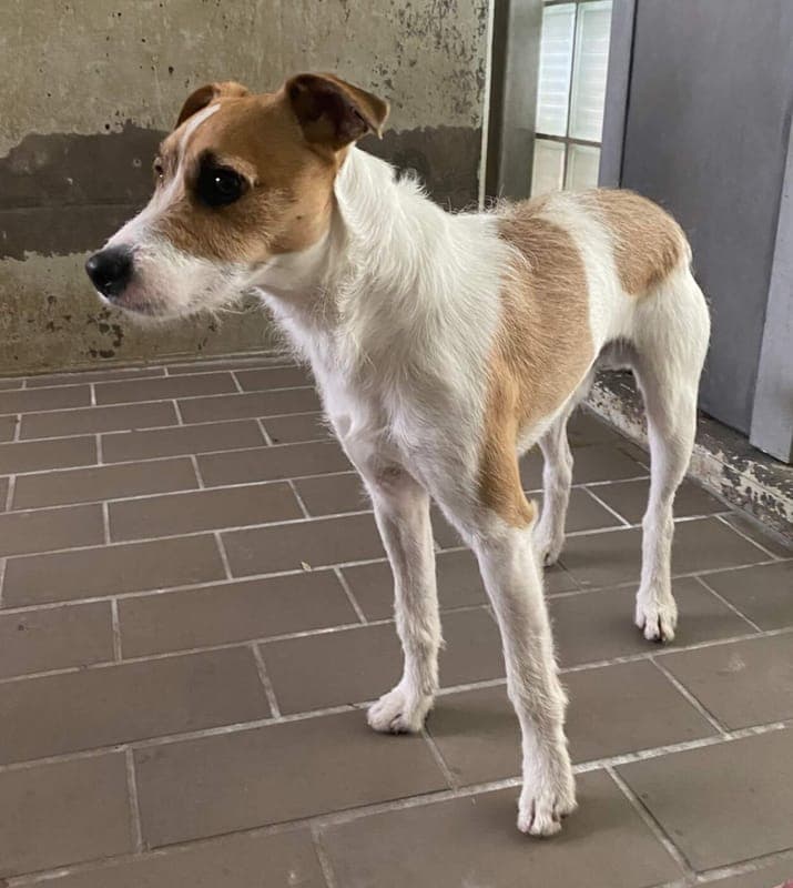 Ozzy - Hund zur Adoption aus Tierheim Freiburg