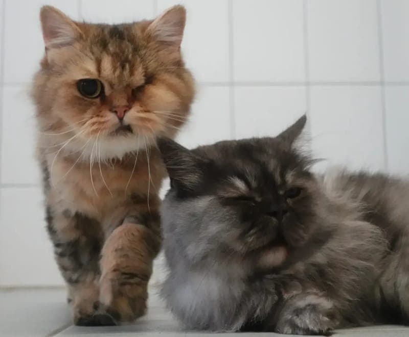 Pirat + Brand - Katze zur Adoption aus Tierheim Freiburg