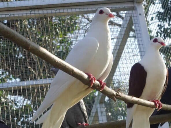 Princess Peach - Vogel zur Adoption aus Tierheim Freiburg