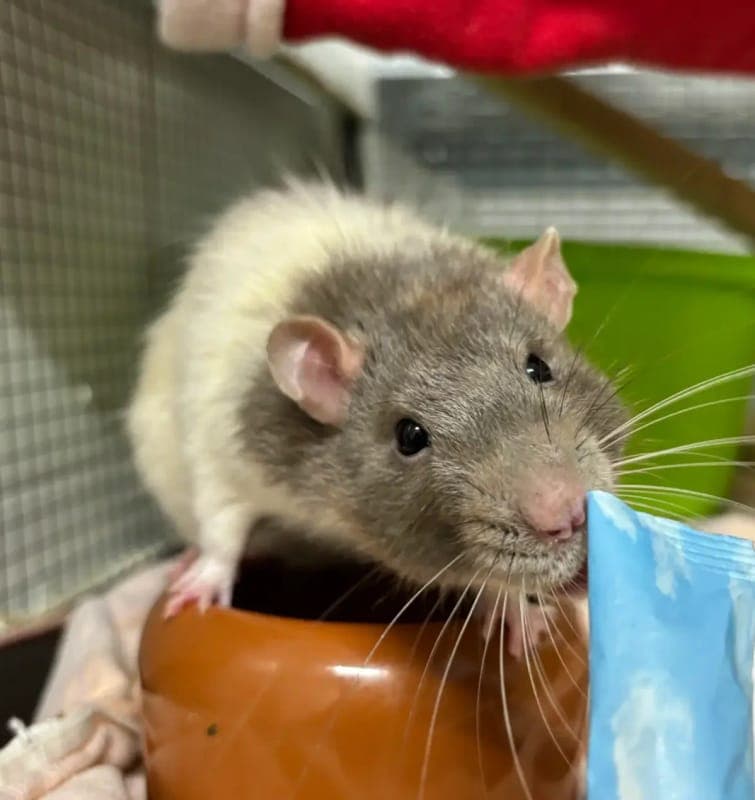 Rattenböckchen Rübe - Kleintier zur Adoption aus Tierheim Freiburg