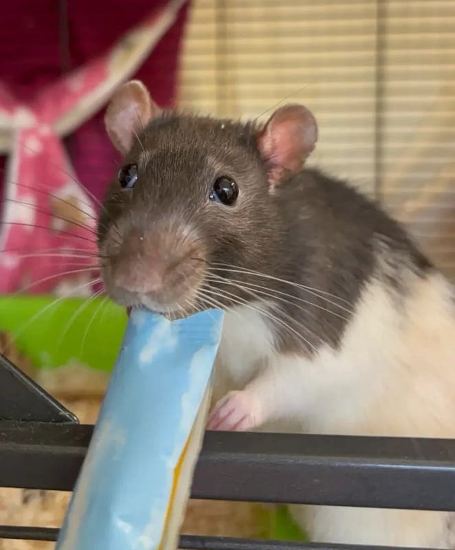 Rattenböckchen Radieschen - Kleintier zur Adoption aus Tierheim Freiburg
