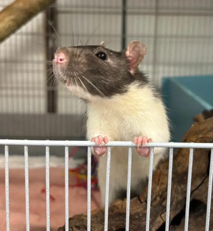 Rattenböckchen Rucola - Kleintier zur Adoption aus Tierheim Freiburg