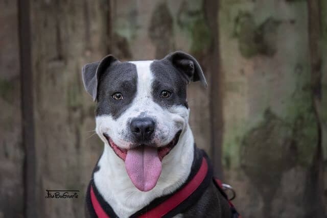 Rocky - Hund zur Adoption aus Tierheim Freiburg