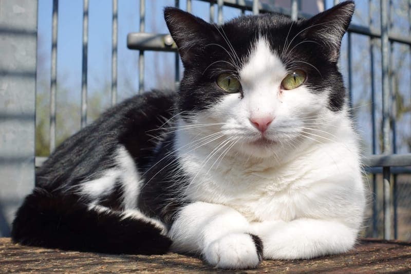 Sansa - Katze zur Adoption aus Tierheim Freiburg