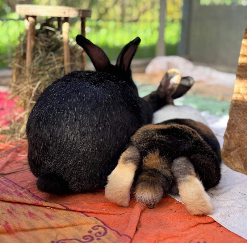 Scarlett + Tinkerbell - Kleintier zur Adoption aus Tierheim Freiburg