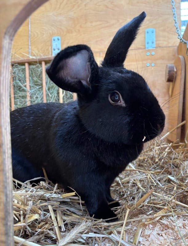 Scarlett - Kleintier zur Adoption aus Tierheim Freiburg