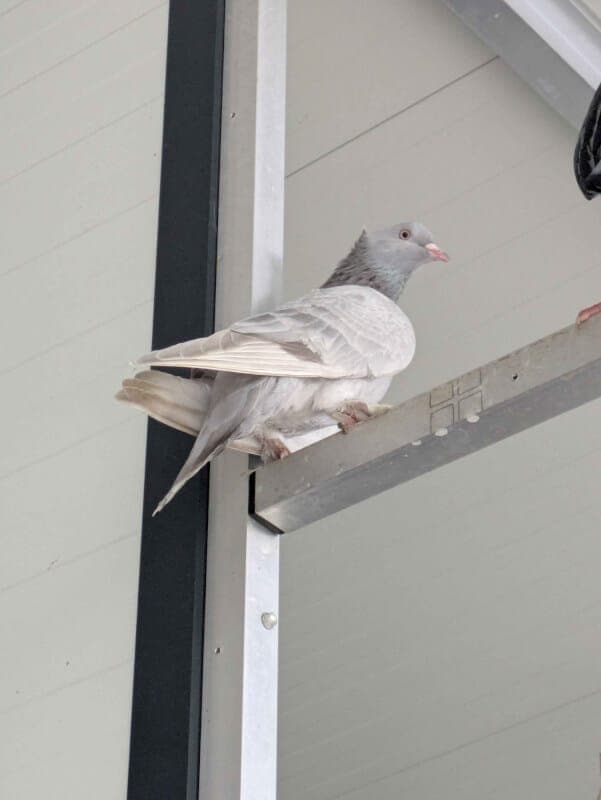 Sephiroth - Vogel zur Adoption aus Tierheim Freiburg