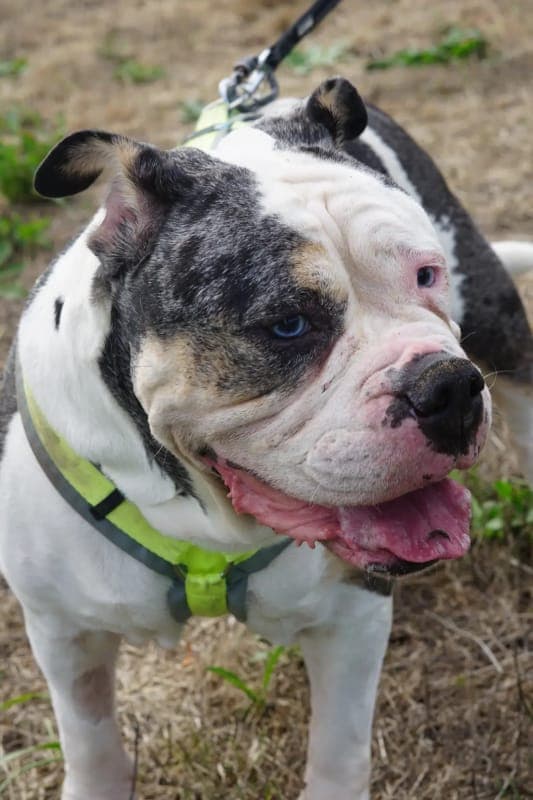 Sunshine - Hund zur Adoption aus Tierheim Freiburg