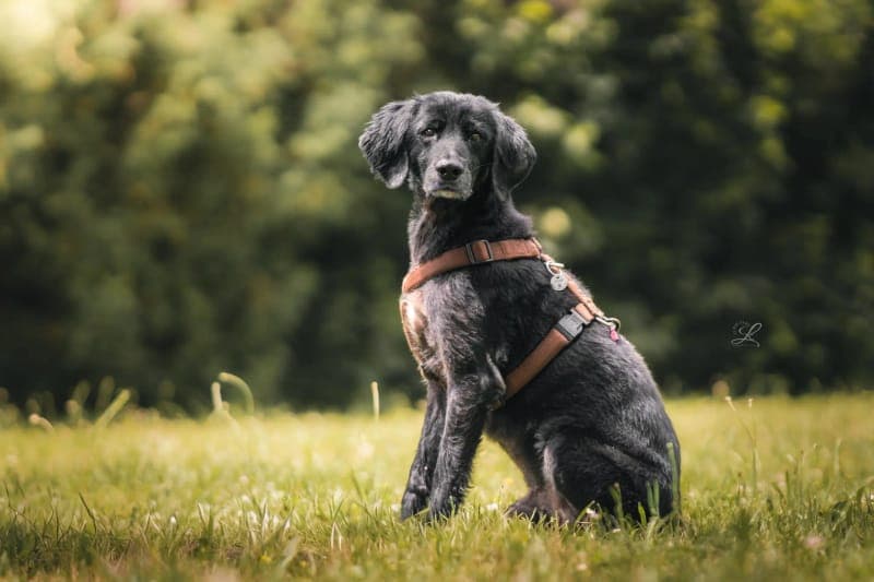 Tommy - Hund zur Adoption aus Tierheim Freiburg