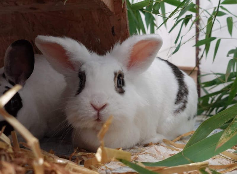 Zorro - Kleintier zur Adoption aus Tierheim Freiburg