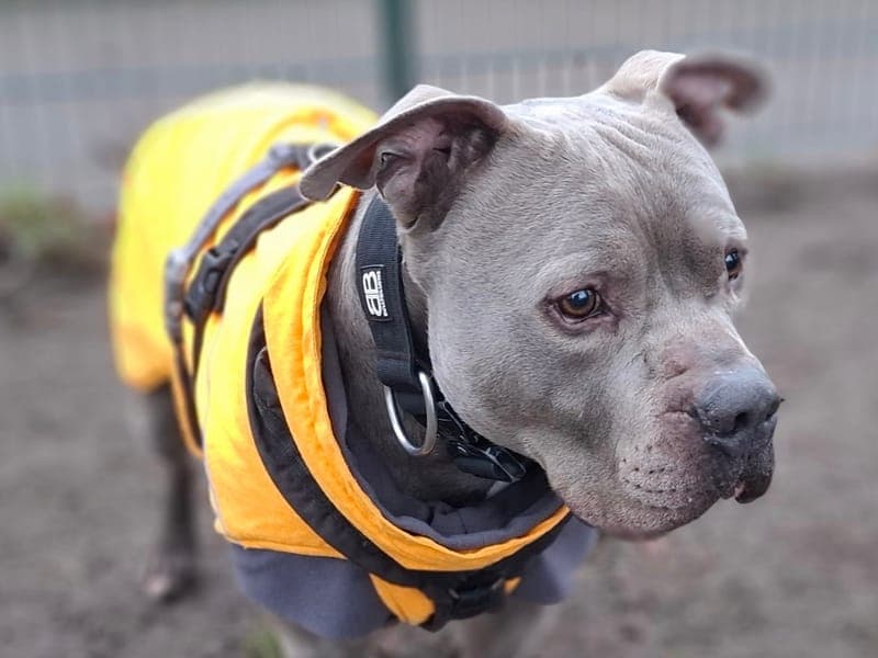 Achim - Hund zur Adoption aus Hamburger Tierschutzverein