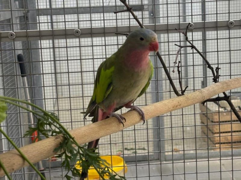 Alex - Vogel zur Adoption aus Hamburger Tierschutzverein