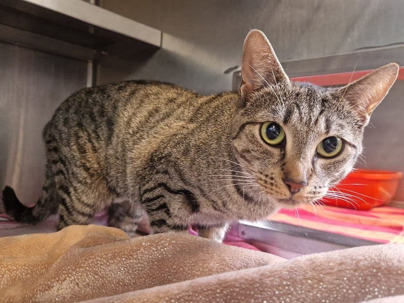 Amanda - Katze zur Adoption aus Hamburger Tierschutzverein